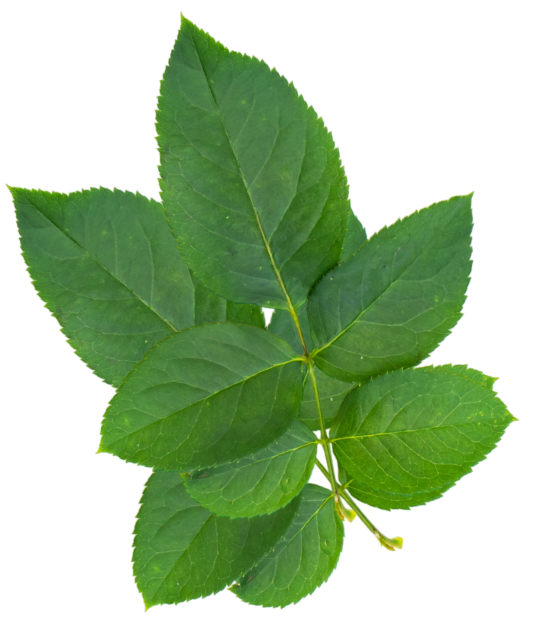Hoja Inferior Derecha