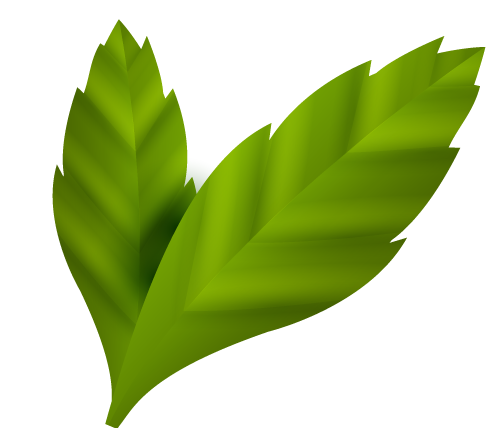 Hoja derecha