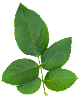 Hoja Superior Derecha