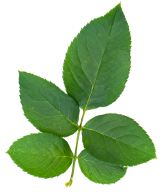 Hoja Superior Izquierda