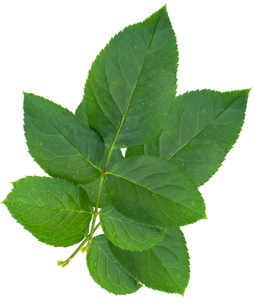 Hoja Inferior Izquierda